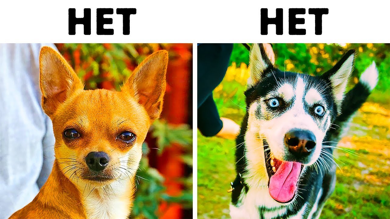 рейтинг пород собак с ребенком рейтинг пород собак с ребенком